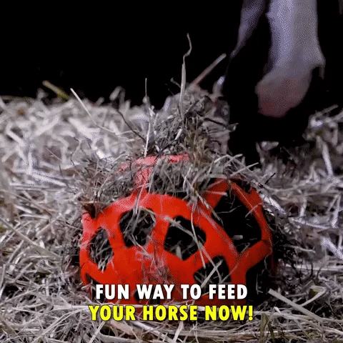 Horse Treat Ball
