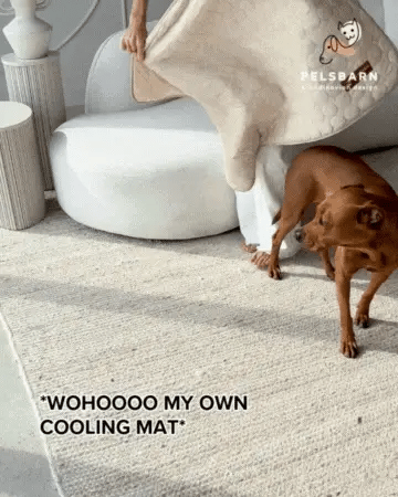 dog 别 盯着蚝了
